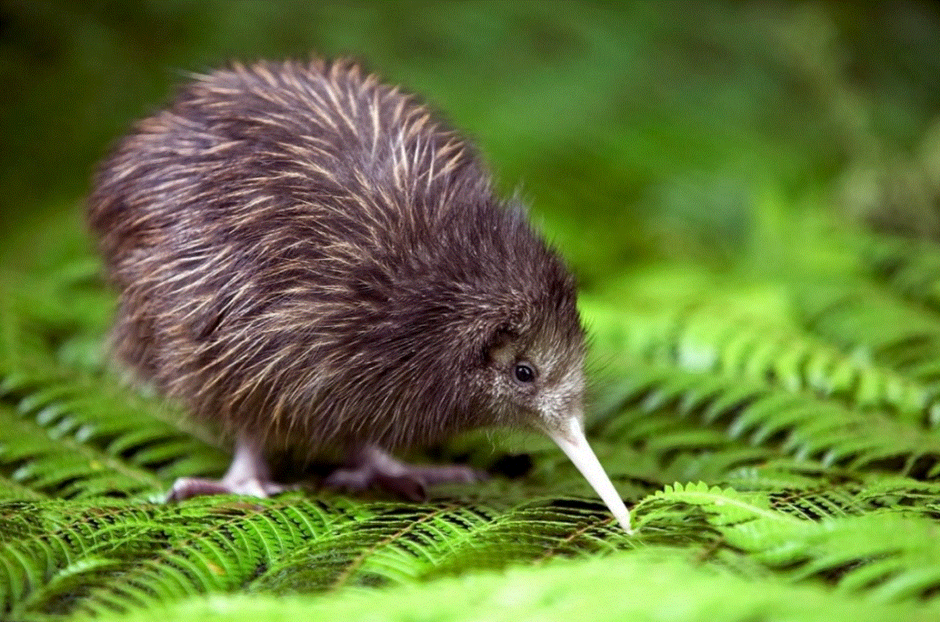 1달간 50% 할인! 영어 번역(뉴질랜드 초,중,고, 한국외대(서울캠퍼스) 번역 경력 12년-이미지