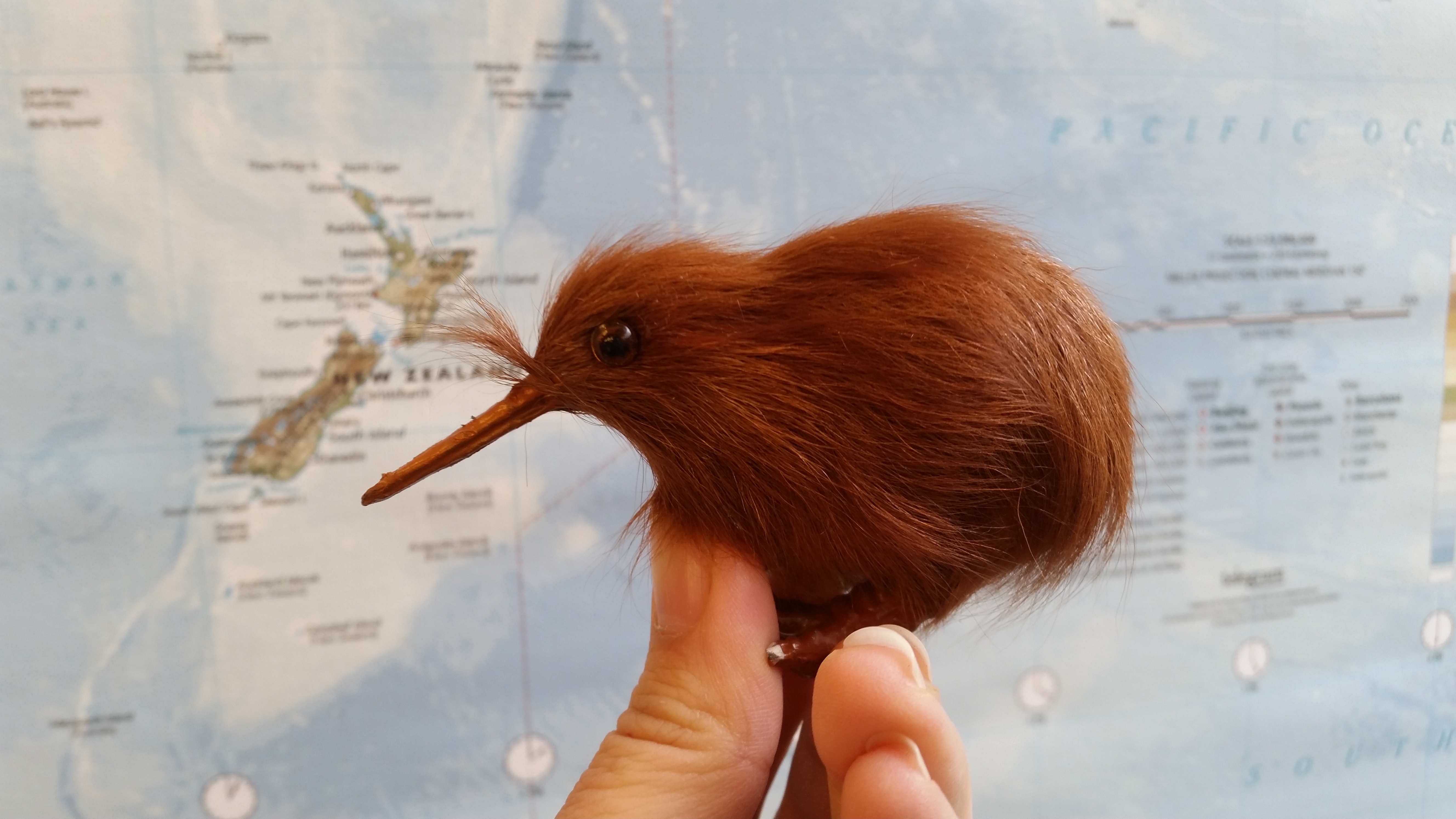 뉴질랜드 고등학교 영어 교사! 영어-한글 해석 / 한글-영어 번역-이미지