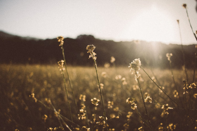  [영한번역, 영어번역] 한국외대(서울) 영어학부/토익980/토플107-이미지
