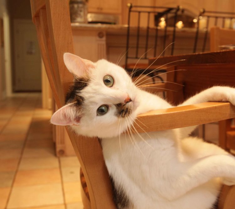  일한/한일 번역/JLPT1급소지자/일본유학5년경험/일본내대학졸업-이미지