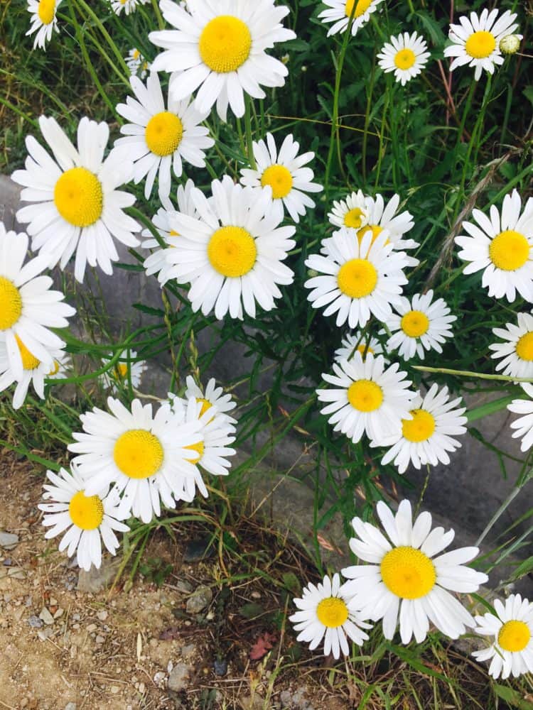  영한/한영 번역해드려요! (영어권 15년 거주)-이미지