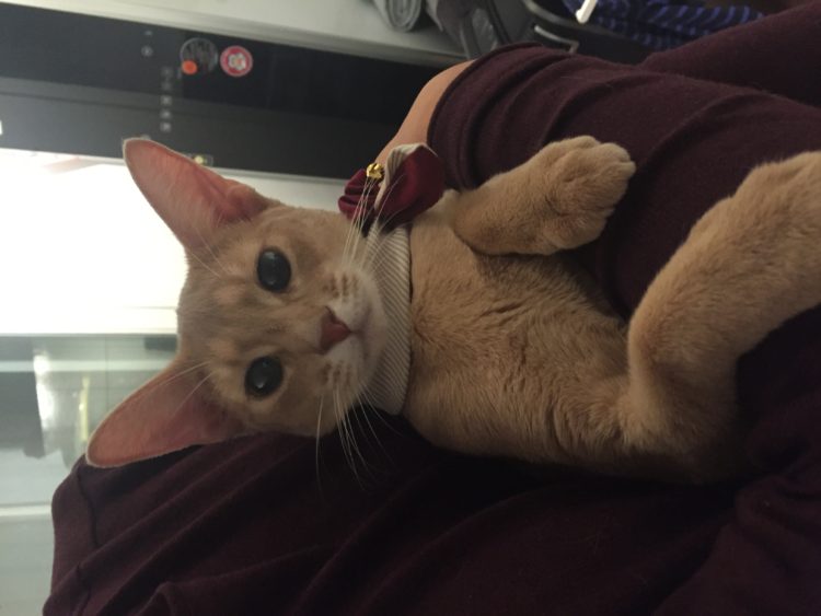 전문의 번역: 논문, 메뉴얼, 과제 번역 (영→한, 한→ 영)-이미지