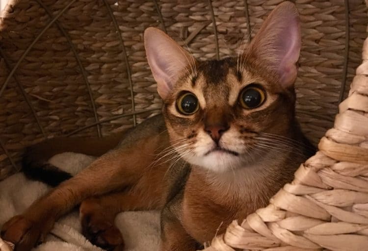 전문의 번역: 논문, 메뉴얼, 과제 번역 (영→한, 한→ 영)-이미지