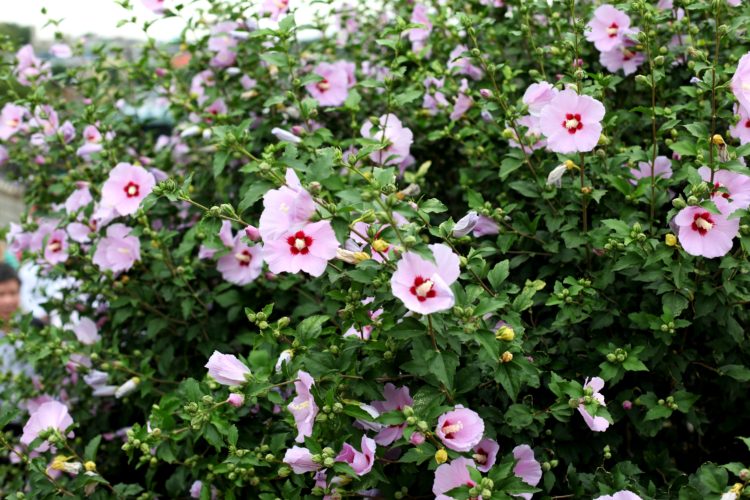 원하시는 서비스에 맞추는 베트남어 번역(직역, 의역 등)-이미지