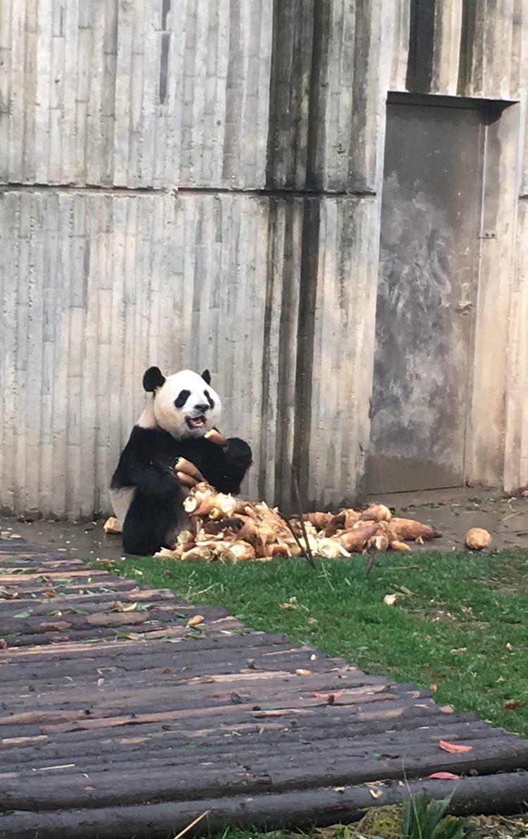 중국어와 같이 20년 보내기-이미지