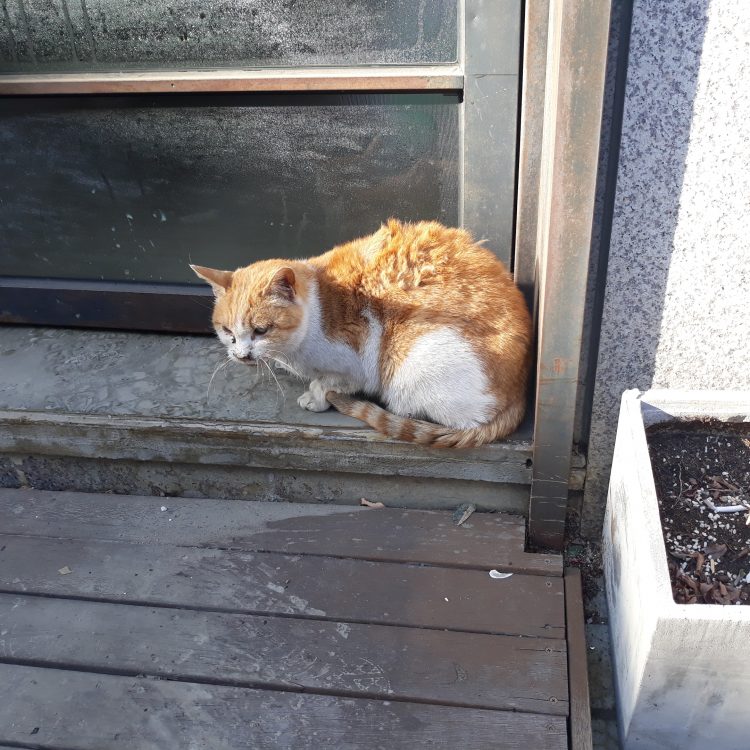 자연스럽고 빠른번역해드립니다-이미지