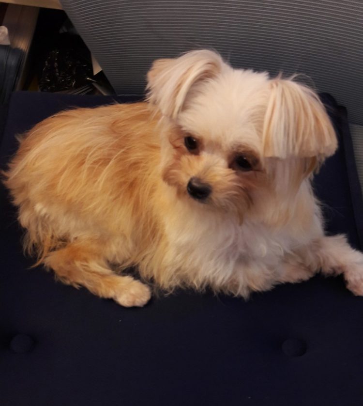 일본어 번역합니다-이미지