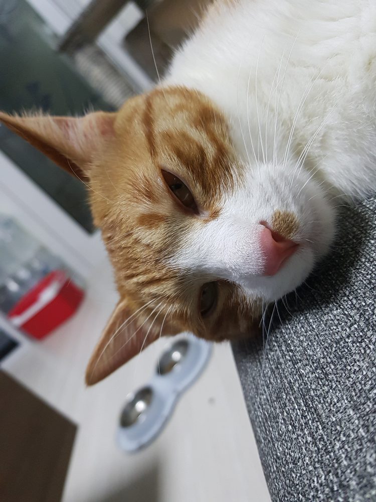 한일/일한 번역-이미지