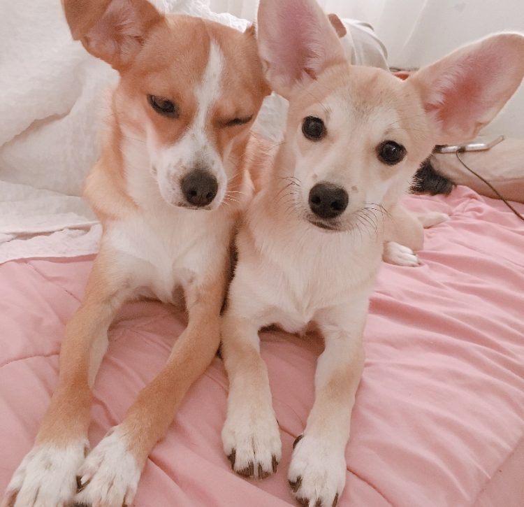 강아지 산책-이미지