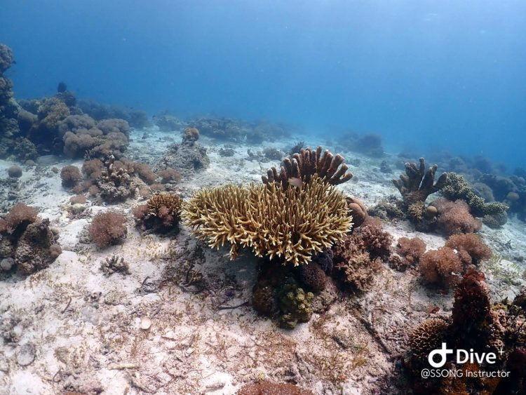 스킨스쿠버는 어려운 운동이 아닙니다.-이미지