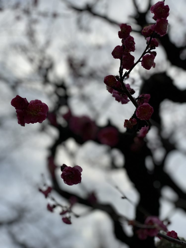 일본어 번역-이미지