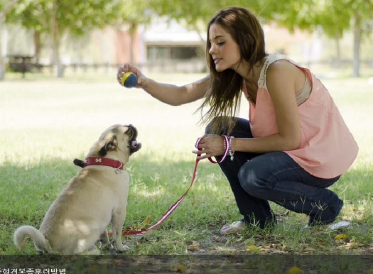 [전자책] 내 반려동물 건강을 위한 12살 사랑이 건강 비결은?-이미지