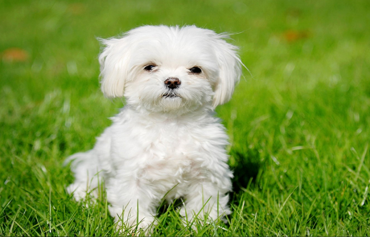 [전자책] 내 반려동물 건강을 위한 12살 사랑이 건강 비결은?-이미지