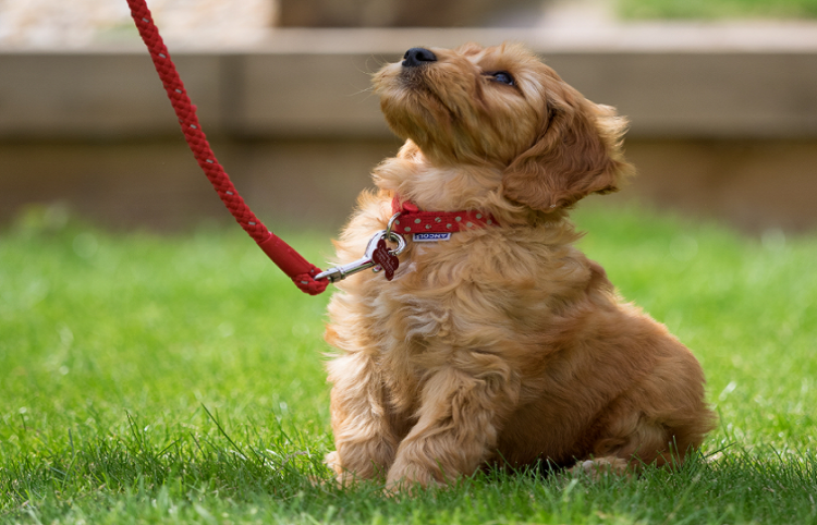 [전자책] 내 반려동물 건강을 위한 12살 사랑이 건강 비결은?-이미지