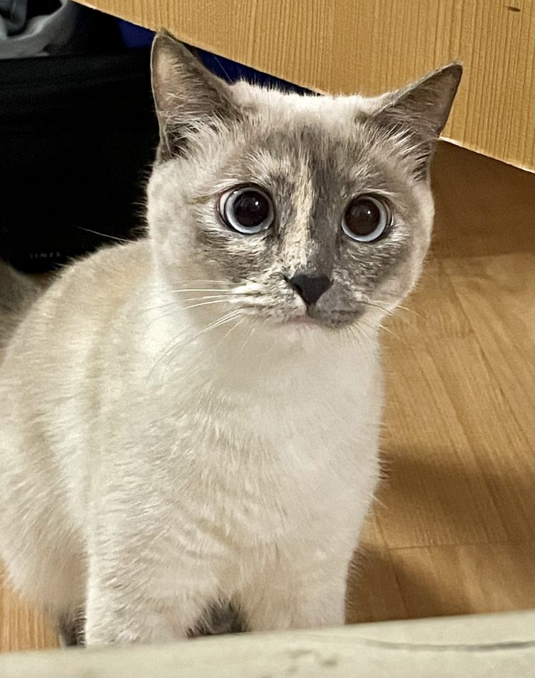 한-러, 러-한 번역-이미지